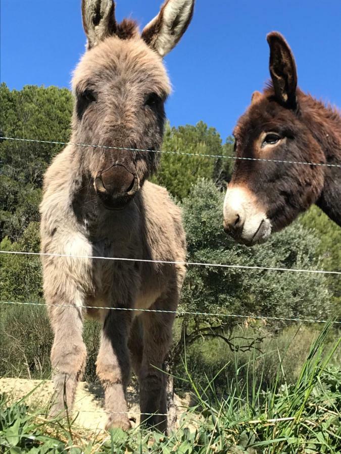 Bastide Bellugue Maison D'Hotes Reseau Bienvenue A La Ferme A 3 Minutes De Lourmarin Cadenet Εξωτερικό φωτογραφία